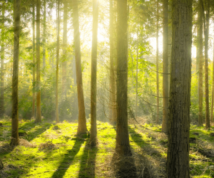 bosque